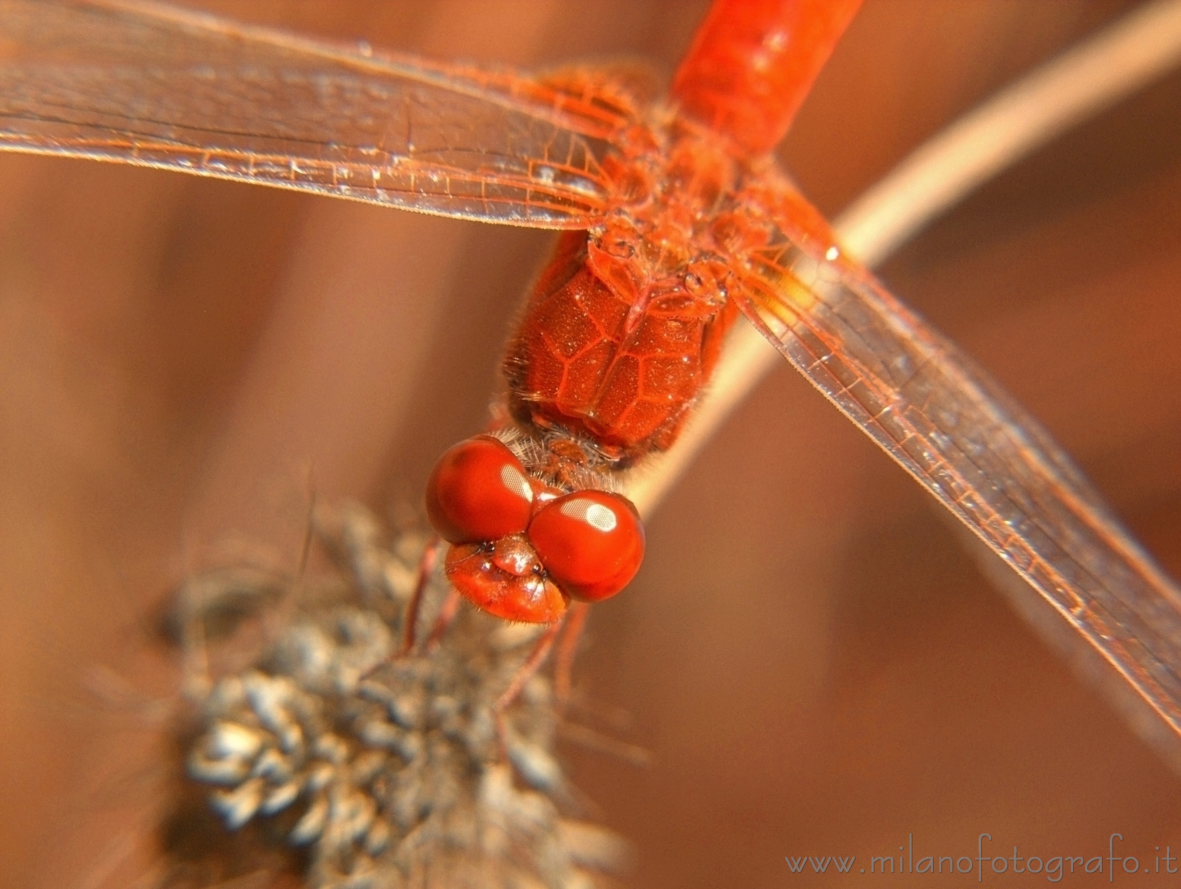 Torre San Giovanni (Lecce, Italy) - Male Crocothemis erythraea